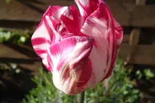 SAM_1147.webp
