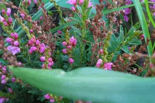 SAM_1150.webp