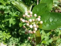 k-Apfelbeere.webp
