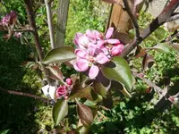 k-Blutapfel.webp