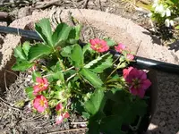 k-erdbeeren (2).webp