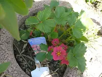 k-erdbeeren (3).webp