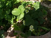 k-erdbeeren.webp
