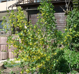 k-goldene Johannisbeere (2).webp