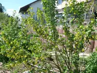 k-goldene Johannisbeere.webp