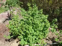 k-Johannisbeere.webp