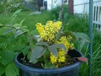russische Strauch mahonie.webp