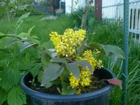k-russische Strauch mahonie.webp