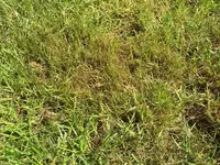IMG_2537.webp