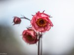 IMG_8784.jpg