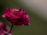 IMG_8808-2.jpg