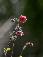 IMG_8871.jpg