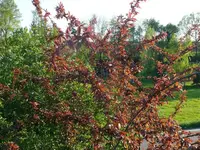 Blutpflaume (1).webp