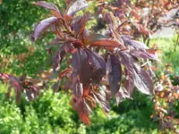 Blutpflaume (2).webp