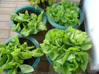Salat (2).webp