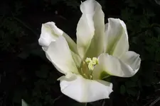 SAM_1156.webp