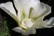 SAM_1157.webp