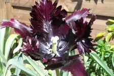 SAM_1158.webp
