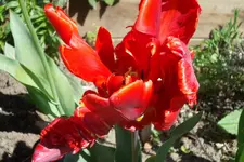 SAM_1160.webp
