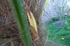 SAM_1164.webp