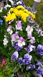5.5.16 001.webp