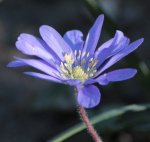 Anemone 05_16.jpg