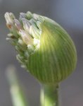 Allium 05_16.jpg