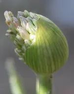 Allium 05_16.webp
