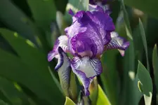 Anne Elizabeth.webp