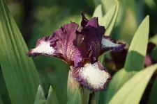 Smlg Katrin1.webp