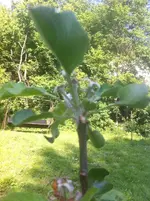 a-blüteklein.webp