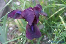 comp_DSC04860.webp