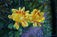 comp_DSC04855.webp