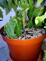IMG-20160506-WA0001[1].webp