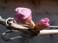 IMGP8666.webp