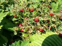 Moschuserdbeere.webp