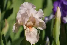 Rosa am Hundezwinger.webp