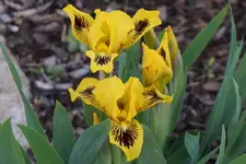 Eye Bright.webp
