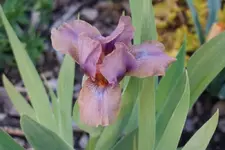 Mini Song.webp