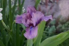 Smlg Biene.webp