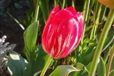 SAM_1173.webp