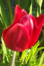SAM_1174.webp