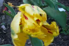 SAM_1177.webp