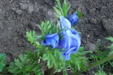 SAM_1181.webp