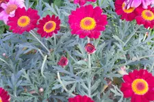 SAM_1183.webp