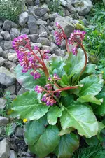 SAM_1187.webp