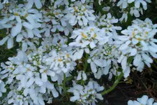 SAM_1191.webp