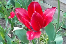 SAM_1194.webp