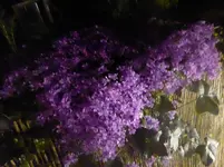 P1010872.webp