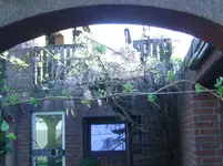 Blauregen.webp